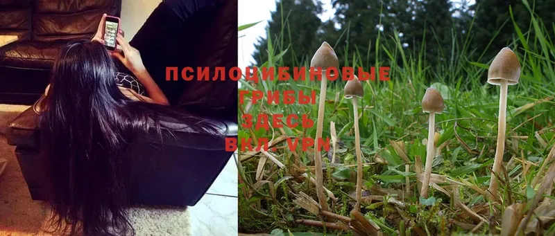 даркнет сайт  Вязники  Галлюциногенные грибы MAGIC MUSHROOMS 